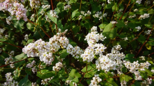 Biene auf Buchweizen