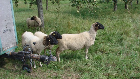 2019-08-05-Schleppertour-Bayern-blüht-auf