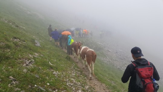 Wandergruppe mit Almkühen