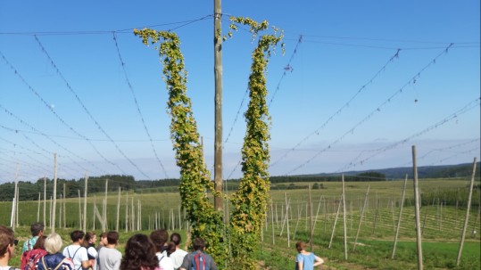 wolnzach 1