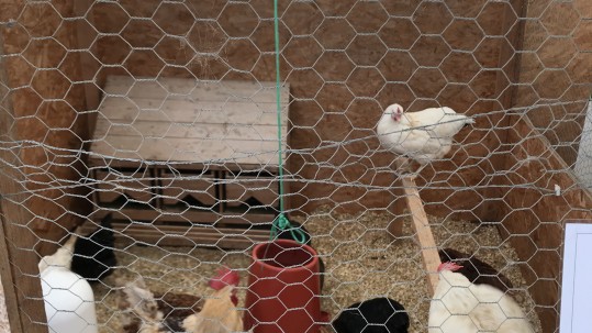 Hühner-Ausstellung-Don