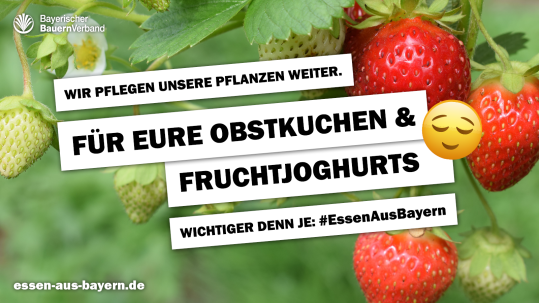 Für euren Obstkuchen und Fruchtjoghurt