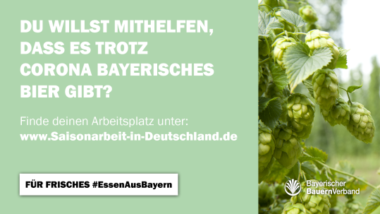 Erntehelfer Hopfen gesucht