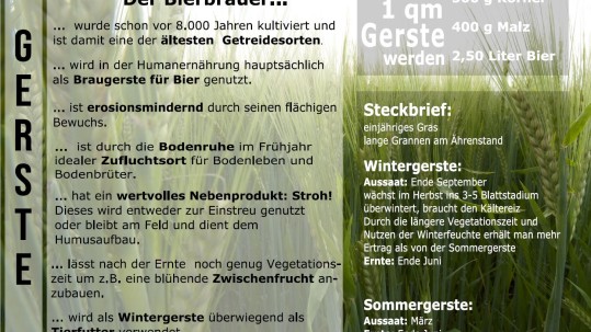 Feldrandschild Gerste