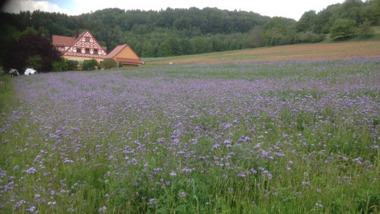 Phacelia