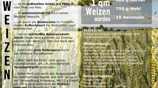Feldrandschild Weizen