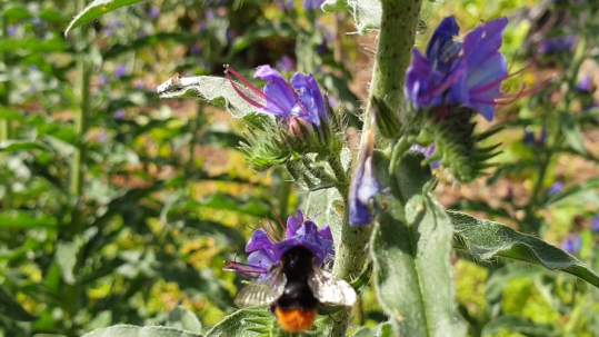 Insektenfreundliche Bepflanzung Insektenfreundliche Bepflanzung