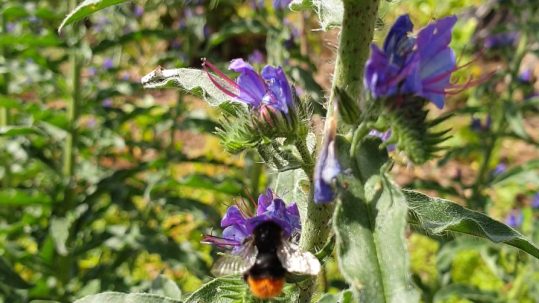 Insektenfreundliche Bepflanzung