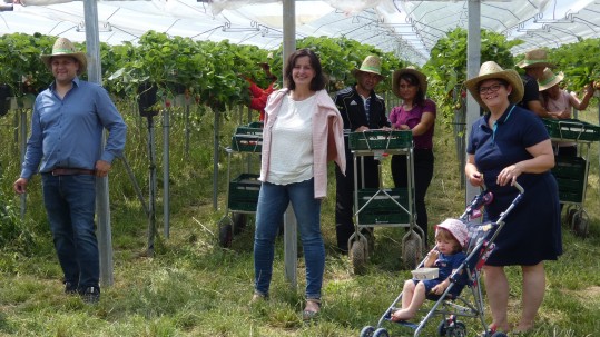 Ergonomie und Sonnenschutz vorbildlich umgesetzt: Auf dem landwirtschaftlichen Betrieb der Familie Apfelböck wachsen Erdbeeren auf Stellagen unter einem Foliendach. So können die Beschäftigten rückenschonend arbeiten. Das Foliendach mindert zudem die UV-Einstrahlung etwas ab. Sonnenhut, körperbedeckende Kleidung und Sonnencreme kommen trotzdem zum Einsatz. Alexander Apfelböck, GF Ingrid Ecker und stellv. KB Karolin Aigner auf Betrieb Apfelböck