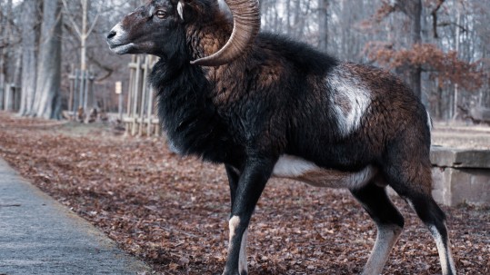 Ziegenbock Ziegenbock