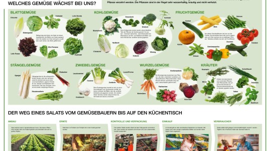 Unterrichtsposter Heimisches Gemüse Unterrichtsposter Heimisches Gemüse