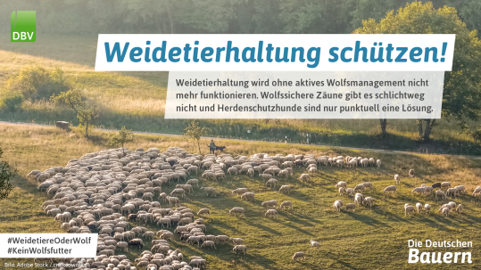 Weidetiere schützen Schafe