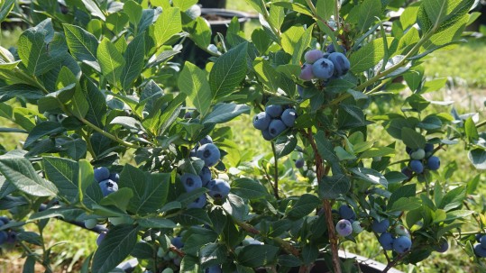 2021-07-29-Reife Beeren-Heidelbeeren