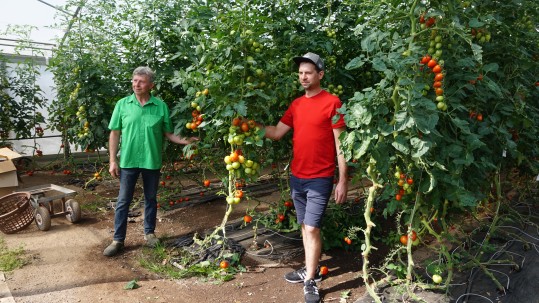 Grillmeiers bauen Tomaten im Gewächshaus an Gewächshaus mit Tomaten