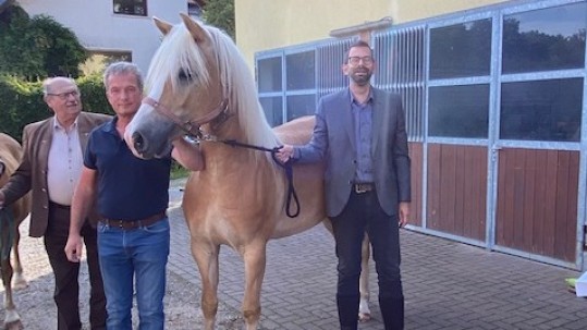 Haflinger