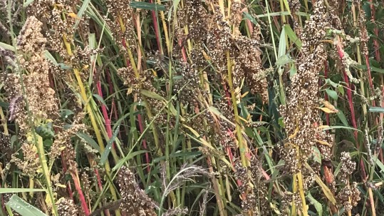 Quinoa - Superfood aus dem Nürnberger Land