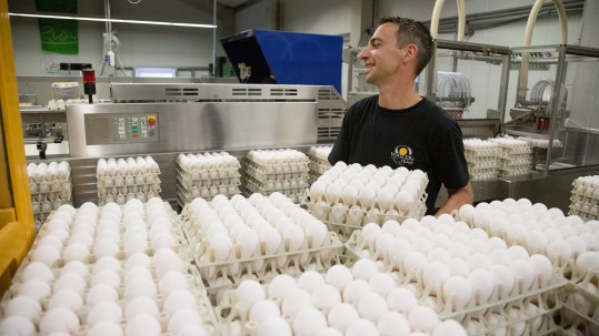 Frank Vogler bei der Arbeit mit der Eiersortieranlage Frank Vogler beim Eiersortieren
