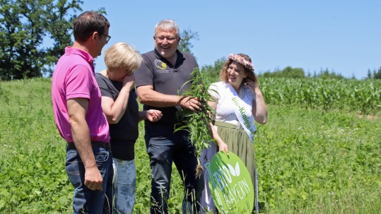 vier Personen auf einem Feld mit einer Hanfpflanze in der Hand