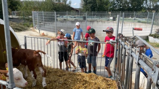 Sehr angetan waren die Kinder von den Kälbern