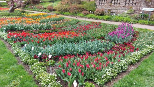 Tulpenbeet