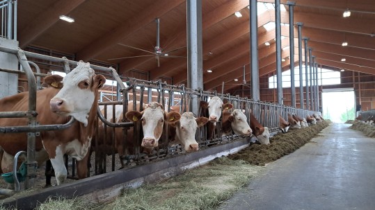 Blick in Kuhstall mit Kühen