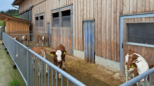 Blick auf junge Rinder im Außenstall