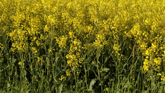 Rapsfeld in voller Blüte