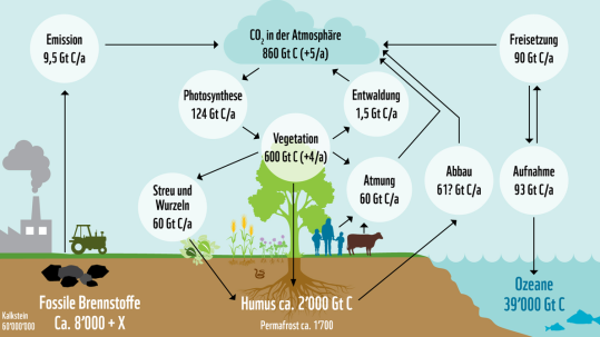 Grafik zum globalen Kohlenstoffkreislauf