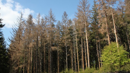 Borkenkäfer Wald