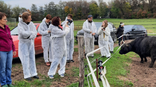 Die Weiderinder der Familie Schramm im Itzgrund