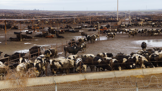 Feedlot in Südamerika Feedlot in Südamerika