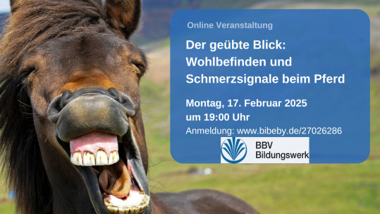 Online-Kurs Wohlbefinden beim Pferd