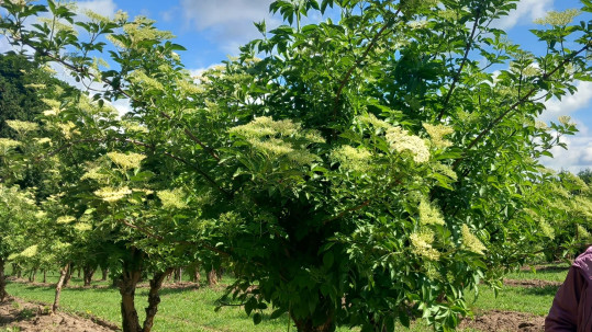Blick in die Holunderplantage