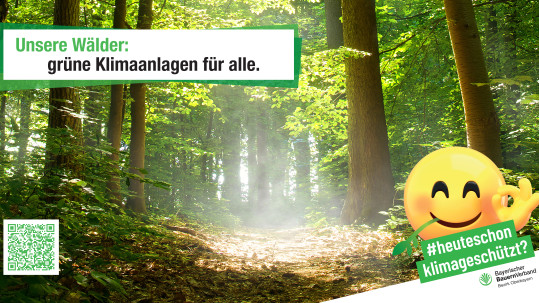 #heuteschonklimageschützt Motiv Wald #heuteschonklimageschützt Motiv Wald