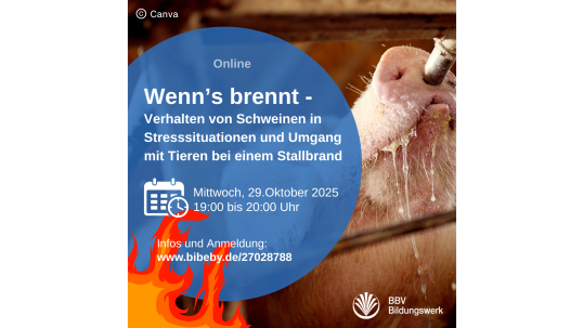 Online-Kurs Brandschutz für Schweinehalter BBV Bildungswerk