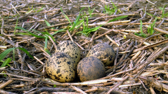 Kiebitzgelege im Feld