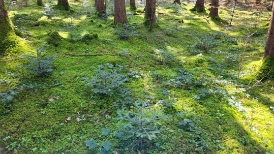 2026 04 11 STA Klimaschutztag_2