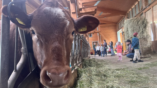 Tag des offenen Hofes Betrieb Büttner Oberelsbach