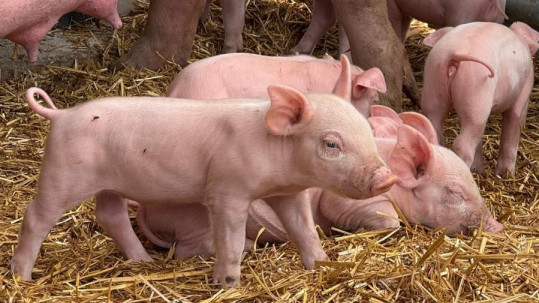 Pressetermin Schweinepreis