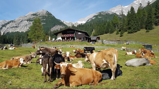2026-08-31_WM-SOG_Gaistalalm