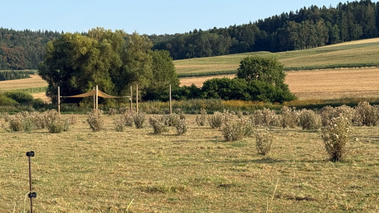 2026_August_Trockene Weiden mit Sonnensegeln_Altmühljura