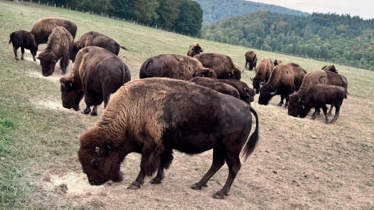 Bison