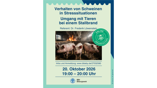 schweine_stallbrand