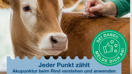 Sharepic zum Kurs Akupunktur beim Rind